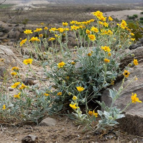 How To Cold Stratify Seeds For Spring Planting Desert Marigold, Perennial Sunflower, Marigold Seeds, Marsh Marigold, Wild Geranium, American Meadows, Spring Planting, Buy Seeds, Front Landscaping