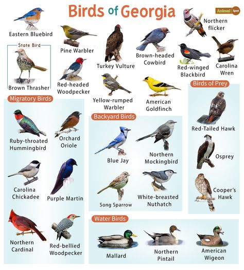 List of the Common Birds Found in Georgia – Facts with Pictures Different Types Of Birds, Blue Gray Gnatcatcher, Brown Thrasher, Types Of Birds, Northern Flicker, Bird Identification, Downy Woodpecker, Common Birds, Migratory Birds