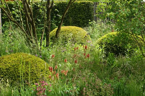 The Cloudy Bay garden by the Rich brothers. Great use of yew balls among soft, feathery planting Yew Balls Border, Yew Balls, Rich Brothers, Garden Nooks, Shady Border, Dry Shade Plants, Planting Schemes, Cloudy Bay, Yew Tree