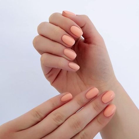 SEMILAC Peach Gel Nail Polish. 100% Odourless, Long Lasting & Easy To Apply. UV/LED Gel Nail Varnish For Manicure & Pedicure At Home Or Salon 7ml 532 Kind Apricot : Amazon.co.uk: Beauty Manicure Pedicure At Home, Gel Nail Colours, Peach Colored Nails, Peach Nail Polish, Nail Laquer, Peach Nails, Cute Spring Nails, Simple Gel Nails, Damaged Nails