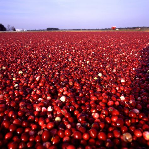 I want to wade around in cranberries...random I know. Autumn Entertaining, Cranberry Farm, Field Wallpaper, Life List, Living Things, Entertaining Ideas, Red Aesthetic, Red Peppercorn, Cranberry