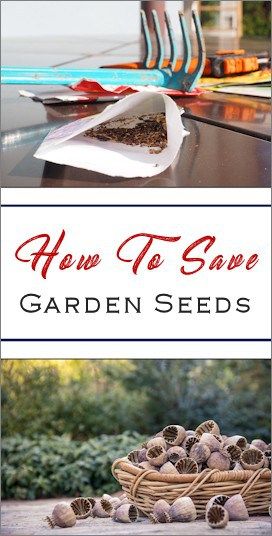 Effective Way To Store Seeds For Next Year's Season How To Store Seeds For Next Year, Storing Seeds For Next Year, How To Store Seeds, Harvesting Seeds, Storing Seeds, Saving Seeds, Varieties Of Tomatoes, Black Thumb, Neat Tricks