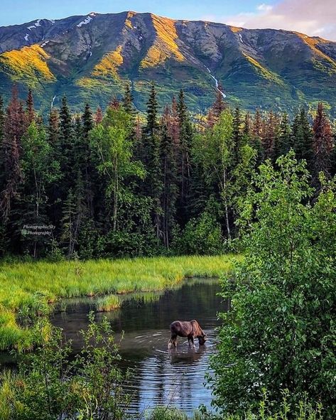 Alaska Moose, Alaska Summer, Alaska Wilderness, Kodiak Island, Kenai Fjords National Park, Alaska Wildlife, Alaska Adventures, Fairbanks Alaska, Kenai Fjords