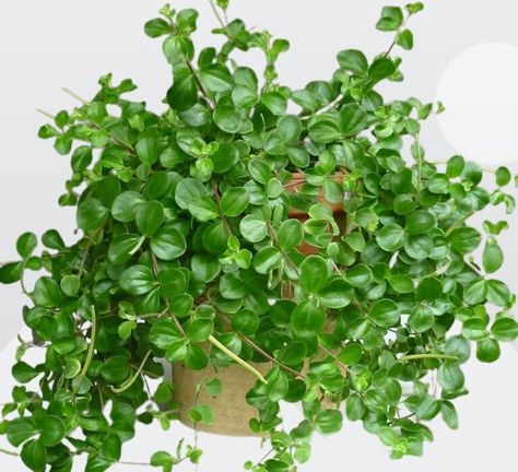 Trailing Jade Plant (Peperomia rotundifolia) Indoor Care Guide Jade Necklace Plant, Trailing Jade Plant, Peperomia Rotundifolia, Plant Peperomia, Plant Knowledge, Jade Plant Care, Peperomia Plant, Jade Plant, Succulent Soil