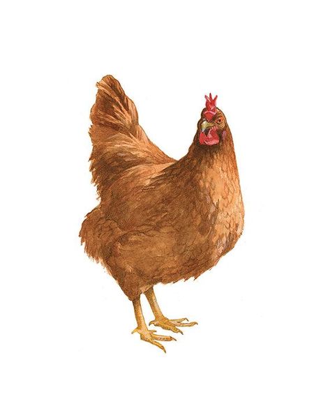 Rhode Island Red Hen, Chickens Coop, Rhode Island Red Chickens, Best Laying Chickens, Laying Chickens Breeds, Red Drawing, Farm Animal Art, Laying Chickens, Best Egg Laying Chickens