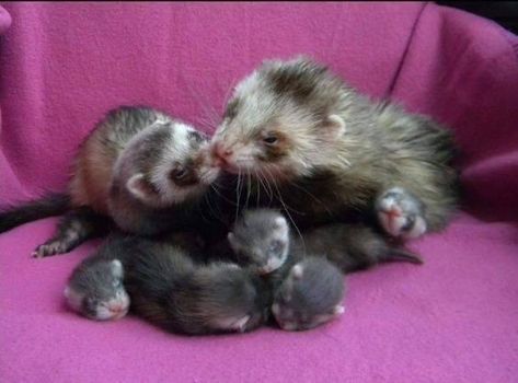 Patterns To Color, Baby Ferrets, Funny Ferrets, Pet Ferret, Cute Ferrets, Chinchillas, Animal Nature, Silly Animals, Cute Animal Photos