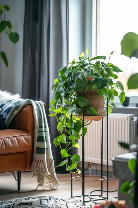 Pothos Decor Ideas for Fresh, Leafy Interiors Pathos Plant Decor, Pothos Decor Ideas, Pothos Plant Decor Ideas, Pothos Plant Decor, Pathos Plant, Oxalis Triangularis, Indoor Plant Display, Apartment Plants, Backyard Balcony