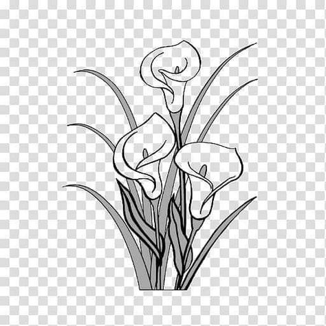 Peace Lily Drawing, Measurement Ideas, Lily Drawing, Lilies Drawing, White Lily Flower, White Lily, Peace Lily, White Lilies, Lily Flower