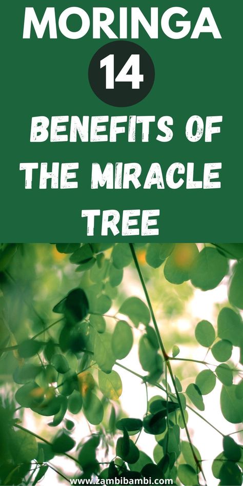 Moringa is full of vitamins, antioxidants, anti-inflammatory properties, anticancer, and antibacterial properties. There are more benefits to this superfood than we know of. Learn more now. Moringa Plant Benefits | Miracle Tree | Moringa benefits on skin | Superfood moringa | moringa for kidneys | moringa for kids Moringa Plant, What Is Moringa, Moringa Recipes, Moringa Benefits, Moringa Seeds, Moringa Tree, Miracle Tree, Moringa Leaves, Moringa Powder