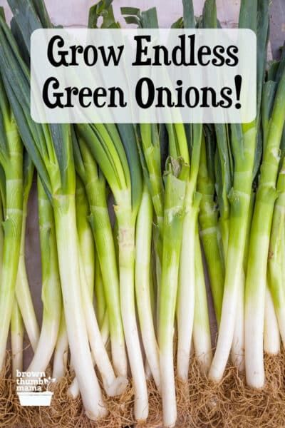 Growing Green Onions In Containers, Green Onion Plant, Growing Green Onions Indoors, Scallions Vs Green Onions, How To Plant Green Onions, Green Onion Uses, Regrowing Green Onions, How To Regrow Green Onions, Planting Onions In Containers