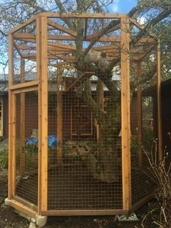 Patio For Cats, Kitty Furniture, Diy Bird Cage, Pet Bird Cage, Cat Patio, Shed Construction, Backyard Trampoline, Camping Diy, Outdoor Cat Enclosure