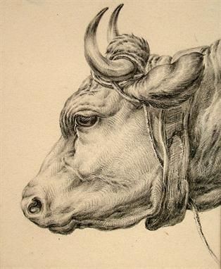 Bull Pictures, Butcher's Cut, Trill Art, Pyrography Patterns, Bull Art, Tree Sketches, Drawing Examples, Cool Art Projects, Cow Art