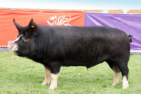 Berkshire Pig, Berkshire Pigs, Farm Livestock, Pig Facts, Pig Breeds, Dream Pet, The Berkshire, Animal Science, Uk Images