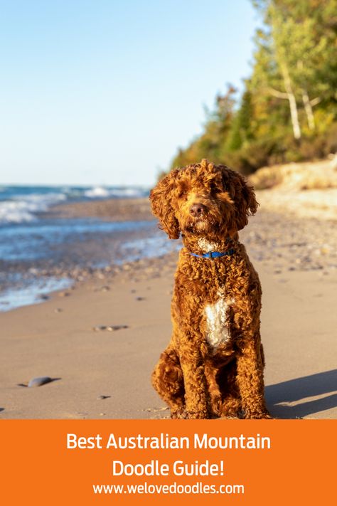 If you’re looking to purchase an Australian Mountain Doodle puppy, there are many things you need to know beforehand about this Australian Shepherd, Bernese Mountain Dog, and Poodle mix. You should consider the amount of space you have to see if it’s okay to get such an energetic dog breed. Keep in mind that some dog breeds are more suitable for your lifestyle than others. Aussie Mountain Doodles can adapt to many different lifestyles and are exceptional with children. Mountain Doodle, Mountain Doodles, Different Lifestyles, Doodle Puppy, Love Doodles, Poodle Mix, Mountain Dog, Bernese Mountain, Bernese Mountain Dog