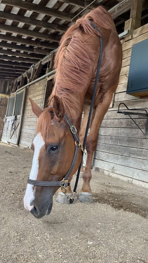 Horse Chesnut, Horses Thoroughbred, Chestnut Thoroughbred, Throughbred Horses, Chestnut Horses, Equestrian Aesthetic, Cute Horse Pictures, Horse Chestnut, Eventing Horses