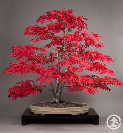 Red Maple Bonsai, Japanese Maple Bonsai, Maple Seeds, Japanese Red Maple, Maple Bonsai, Bonsai Forest, Red Maple Tree, Bonsai Tree Types, Bonsai Tree Care