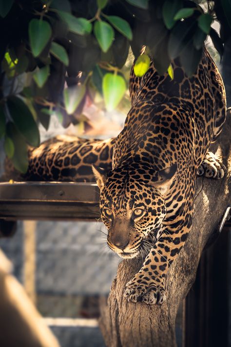 https://flic.kr/p/wCjC3c | Jaguar in the Trees | Taken at the San Diego Zoo, California Jaguar Animal Photography, Jaguar In Tree, Jaguar Photography, Jaguar Aesthetic, Jaguar Wallpaper, Jaguar Leopard, Jaguar Animal, Cheetahs, Chiaroscuro