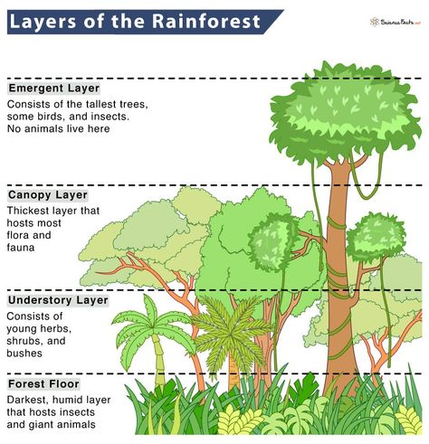 4 Layers of the Rainforest Rainforest Layers, Layers Of The Rainforest, Rainforest Facts, Rainforest Floor, Brazil Rainforest, Rainforest Trees, Dino Park, Giant Animals, Rainforest Animals