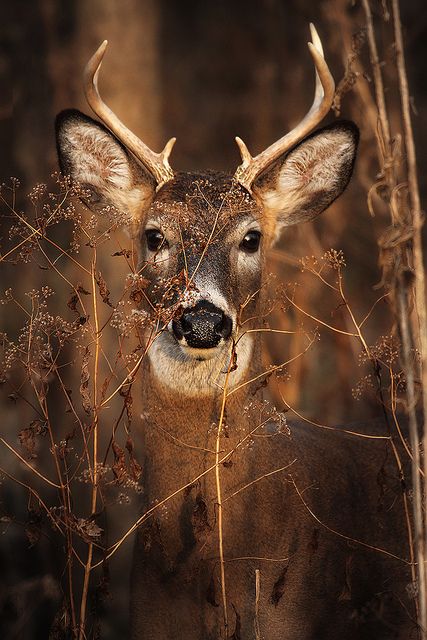 Regard Animal, Brown Deer, Nosara, Mule Deer, Manx, A Deer, Whitetail Deer, 판타지 아트, Beautiful Animals