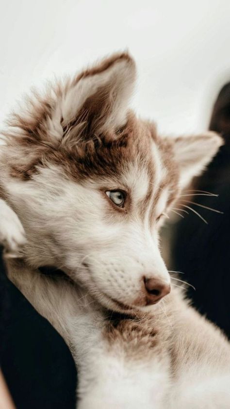 #wallpapers #wallpaper #dog #husky #dogwallpaper #cute #cutie #chajnwallpapers Dog Wallpaper Iphone, Cute Dog Wallpaper, Very Cute Dogs, Animals Pictures, Wolf Pictures, Pretty Dogs, Dog Wallpaper, Tiny Dogs, Husky Puppy