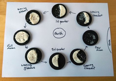 Oreo Moon Phases, Moon Phrases, Graphing Functions, Science Models, The Phases Of The Moon, Islamic Kids Activities, Free Calendar Template, Primary Science, Interactive Science Notebook