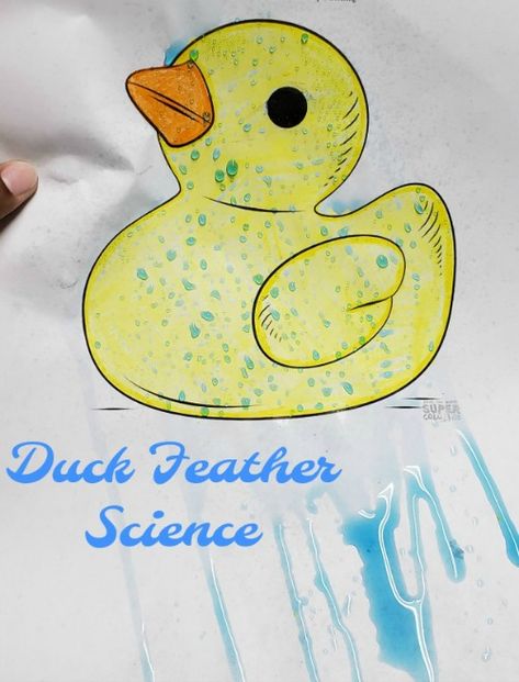 Hands-On Wednesday: Duck Feather Science – Girlstart How Do Ducks Stay Dry Experiment, Duck Art Activities For Preschool, Duck Science Preschool, Duck Stem Activities, Animal Activity For Kindergarten, Duck Learning Activities, Duck Science Experiment, Duck Lesson Plans Preschool, Ponds Preschool Activities