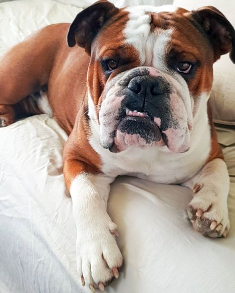 Aussie Bulldog, Bull Dogs, English Bulldogs, Types Of Bulldogs, Pitbull Puppies Training, Bull Dogs English Bulldogs, Australian Bulldog, Bull Dogs English, Blue Blood Bulldog