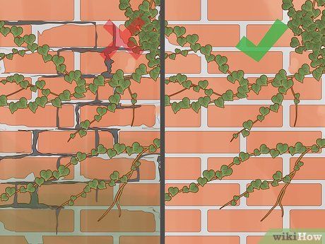 Outdoor Ivy Wall, Ivy Climbing Wall, Ivy Brick House, Ivy Exterior House, Ivy On Brick House, Ivy Retaining Wall, Growing Ivy On House, Ivy Plant Outdoor Wall, Ivy On Brick Wall