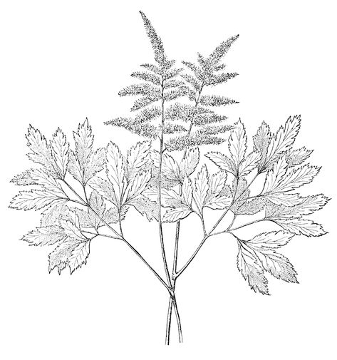 Astilbe Drawing from 1867 with Flowers & Leaves Astilbe Flower, Leaves Black And White, Flower Anatomy, Flowers Leaves, Flowers And Leaves, Flower Drawing, Public Domain, Dandelion, Anatomy