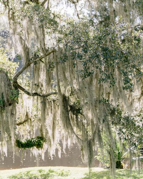 Charleston, S.C. I think Spanish Moss has some sort of spell over me. I’m excited to see these views this week, but more importantly celebrate two family milestones. Spanish Moss Photography, Spanish Moss Photoshoot, Spanish Moss Wedding, Moss Aesthetic, Moss Wedding, Higher Art, Nature Aesthetics, Wedding Alters, Natural Essence