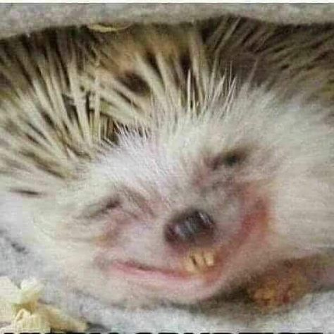 Silly Hedgehog, Hedgehog Meme, Funny Hedgehog, Funny Looking Cats, Spiritual Animal, Funny Reaction, A Hedgehog, Animal References, Funny Animal Photos