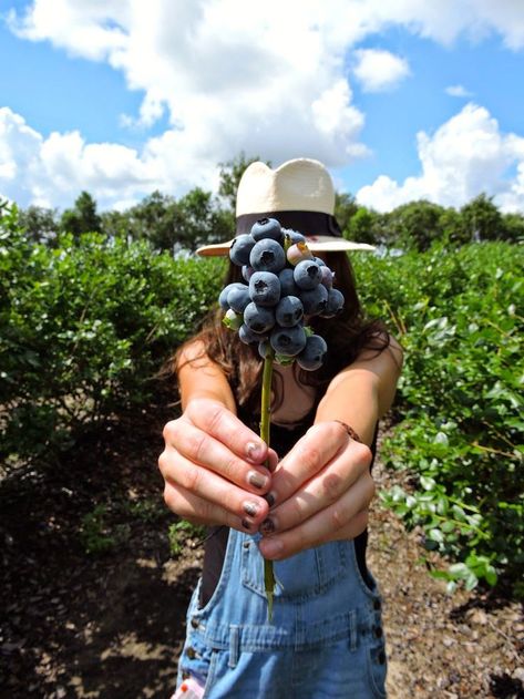 Ideas Bullet Journal, Blueberry Picking, Blueberry Farm, Berry Picking, Fruit Picking, Foto Tips, Shooting Photo, Mendoza, Farm Life