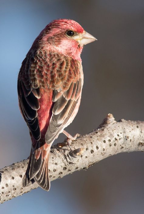 Canary Birds, Finches Bird, Eagle Bird, Bird Watcher, Cardinal Birds, Pink Bird, Backyard Birds, Animal Figures, Bird Lovers