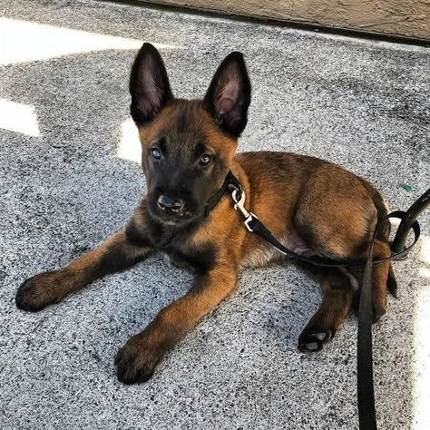 Belgian Malinois Puppies, Malinois Puppies, Belgian Malinois Dog, Malinois Dog, Dog Whisperer, Belgian Shepherd, Coban, Belgian Malinois, Puppy Breeds