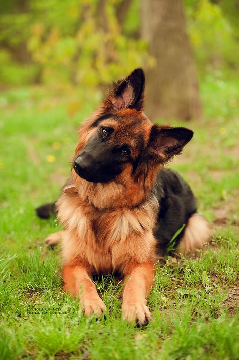 Flickr Protective Dog Breeds, Protective Dogs, Dog German, German Shepards, Shepherd Dogs, Shepherd Puppies, German Shepherd Puppies, German Shepherd Dog, German Shepherds