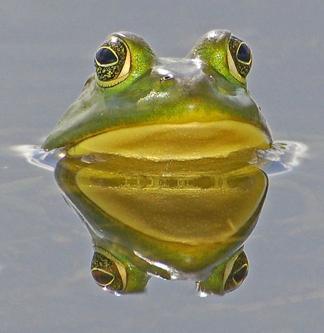 Hypno Toad, Frog Photos, Frog Photo, Silly Frog, Cool Animals, Get Up And Go, Frog Pictures, Funny Frogs, Green Frog