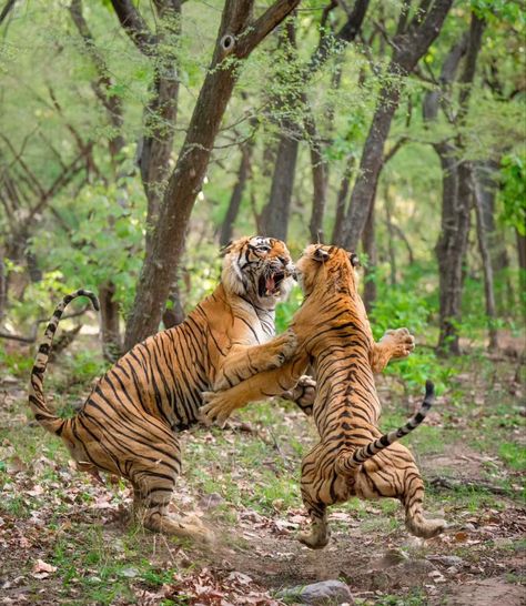 @toehold.photo via Instagram. At Ranthambore National Park. Ranthambore National Park, Photo Credit, National Park, National Parks, Quick Saves, Instagram