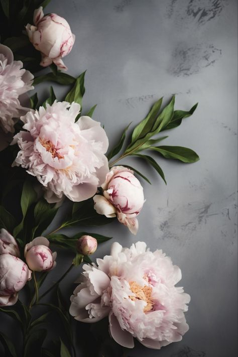 Peonies | Wallpaper Peony Pictures Photography, Peony Phone Wallpaper, Peony Iphone Wallpaper, Peony Wallpaper Iphone, Peony Background Wallpapers, Peony Flower Wallpaper Iphone, Peony Background, Gray Pink Aesthetic, Peonies Wallpaper Iphone