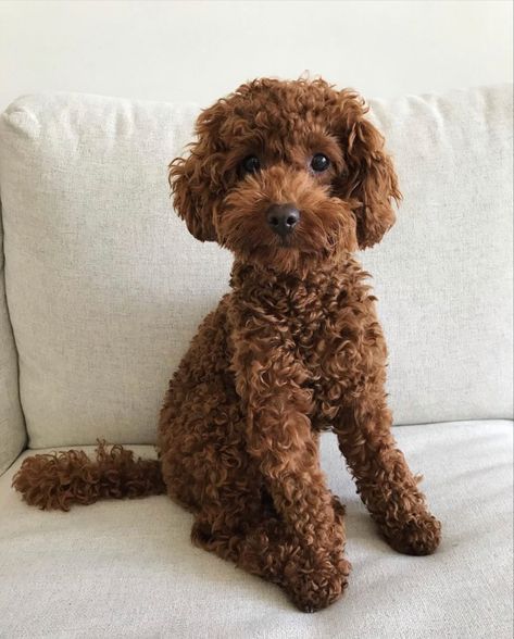 Brown Puddle Dog, Dog Puddle, Puddle Dog, Teddy Bear Poodle, Toy Poodle Dog, Brown Poodle, Small Poodle, Poddle, Toy Poodles