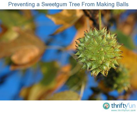 Sweet Gum Tree, Sweet Gum, Gum Tree, Fall Beauty, Herbal Tinctures, Receding Gums, Tree Service, Tree Seeds, Tree Roots