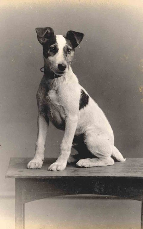 Smooth Fox Terriers, Jack Russell Dogs, Jack Russells, Rat Terriers, Fox Terrier, Old Dogs, Russell Terrier, Vintage Dog, Jack Russell Terrier