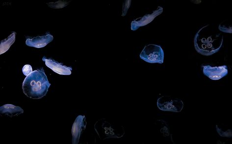 Jelly Fish Are So Cool. Jellyfish Gif Animation, Jellyfish Wallpaper Desktop Gif, Jellyfish Pixel Gif, Jellyfish Gif Wallpaper, Jellyfish Discord Banner, Jellyfish Banner Gif, Jellyfish Header, Jellyfish Banner, Jellyfish Gif