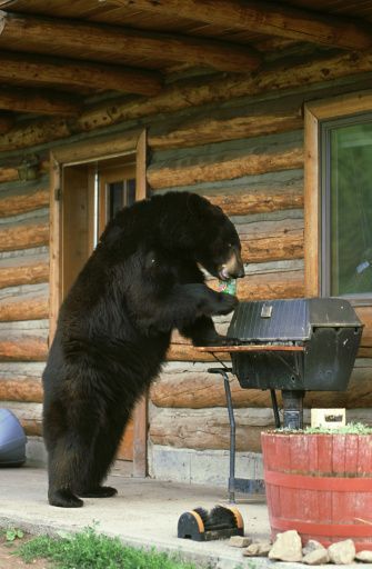 Bear Standing, Party Music, Love Bear, Fiesta Party, Grizzly Bear, Big Bear, Cute Bear, Black Bear, Animal Photo