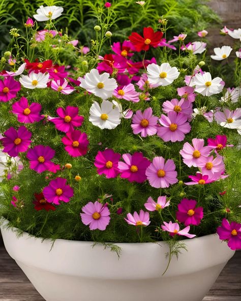 Cosmos Plant Cosmos Plant, Cosmos, Planting, Plants, Quick Saves