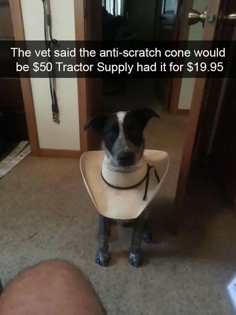 175 Hilarious Animal Snapchats Guaranteed To Make You Laugh Out Loud Dog Cone, Cone Of Shame, Diy Dog Stuff, Funny Animal Pictures, Makes Me Laugh, Too Funny, Animal Memes, Bones Funny, Dog Stuff