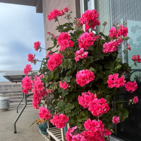 How to Fertilize Your Ivy Geranium Geranium Care, Ivy Geraniums, Paper Pot, Good Environment, Organic Fertilizer, Yellow Leaves, Plant Mom, Mad Scientist, Plant Needs