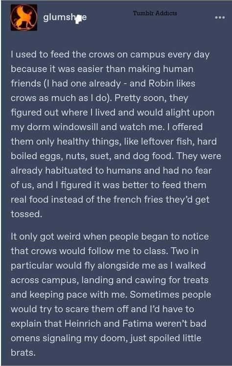 What To Feed Crows, How To Attract Crows, The Crows, Funny Tumblr Posts, Cute Stories, Animal Stories, Faith In Humanity, Cute Little Animals, Tumblr Funny