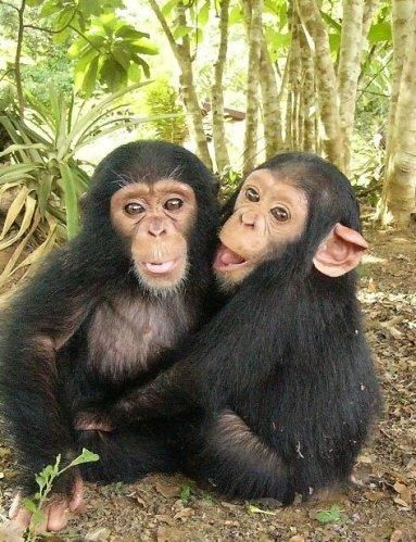 Les chimpanzés connaissent la vengeance et le pardon. Voir la Tête au Carré, émission de Mathieu Vidard, France Inter, 5 nov. 2014. Baby Chimpanzee, Types Of Monkeys, Rainforest Animals, Monkeys Funny, Cute Monkey, Endangered Animals, Baby Monkey, Cute Animal Pictures, Primates