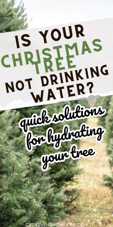 Christmas Tree Water Solution, Dry Christmas Tree, Christmas Tree Care, Christmas Tree Water, How To Make Trees, Fresh Cut Christmas Trees, Live Christmas Trees, Fir Christmas Tree, Real Christmas Tree