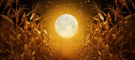 FULL HARVEST MOON TONIGHT Happy Gathering joannakrealty.com Super Full Moon, Full Harvest Moon, Full Moon Energy, Energy Update, Moon Energy, My Energy, Super Moon, Harvest Moon, Full Moon